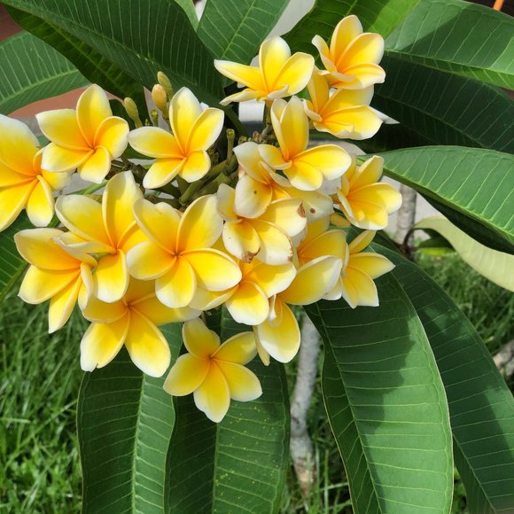 Meet your Posher, Cynthia - Picture 1 of 1